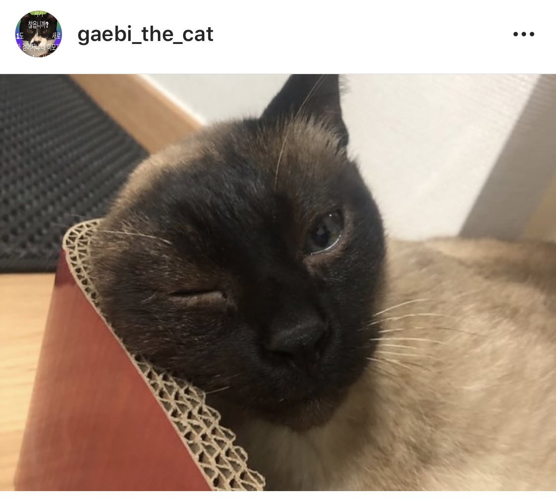 [RT요청] 부산에 있는 샴고양이 티라의 임보처를 구합니다. 작년 11월에 부산에서 구조해 현재 임보자님이 임보중이신데 개인적 사정으로 급하게 임보처를 찾는대요. 눈이 조금 불편하지만 사람을 엄청 좋아하는 고영이래요. 티라에게 한 달 방을 내어주실 분 찾습니다. instagram.com/p/B7TKt9AHEAr/…