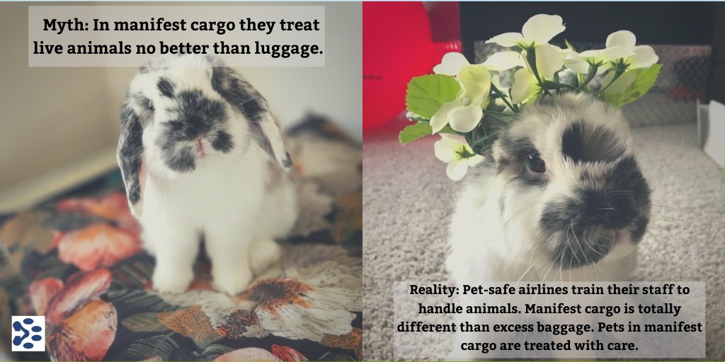 Myth: Pets that travel as manifest cargo are treated like regular luggage. 
Reality: Pet-safe airlines train their staff on how to handle live animals and it is a totally different experience for your pets! 
#tmyk #petshipping #pettravel #manifestcargo <a href="/petshipexperts/">IPATA</a>