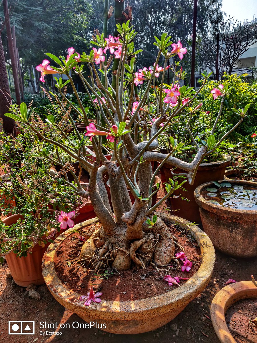AkarshPremN's tweet photo. π΄β¨
#bonsai #bonsaitree #akarshprem https://t.co/8JjlkaLTtg