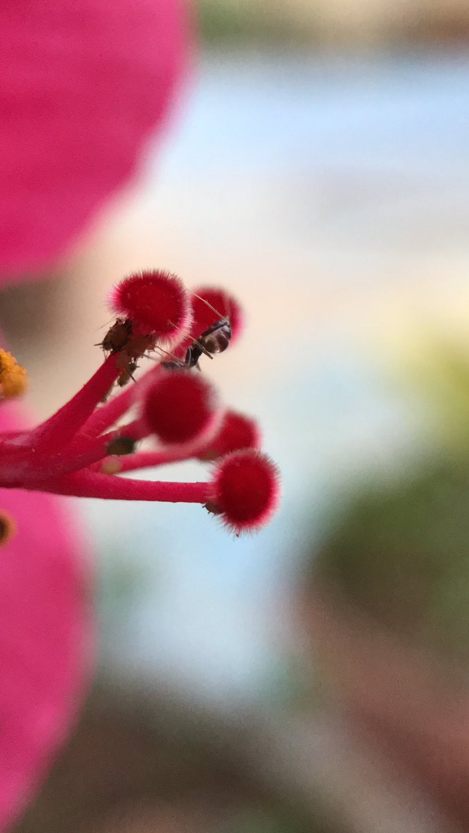 🤩

Camera: Apple iPhone 7
Lens: 25 mm macro

#Apple #iPhone #AppleiPhone #AppleiPhone7 #iPhone7 #shotoniphone #Skyvik #seewithsigni #Signi #SigniOne #SigniOneMacro #photography #macro #macrophotography #mobilephotography 

#flower #ant #flowers #nature  

#ARV