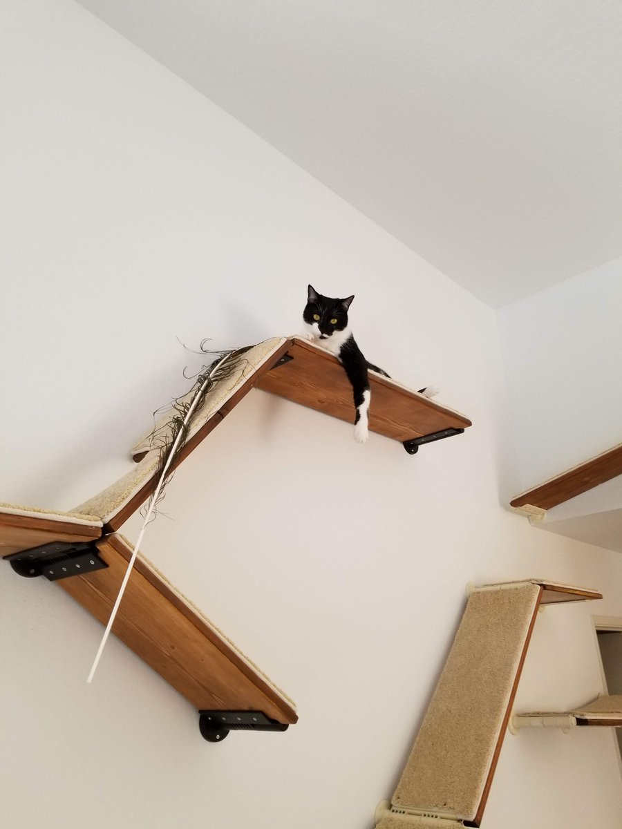 CustomCatscapes's tweet photo. Another successful hunt.

Give your cats elevated places to satisfy their instincts: https://t.co/mtSrOsyBzB https://t.co/tvmO4J3FHp