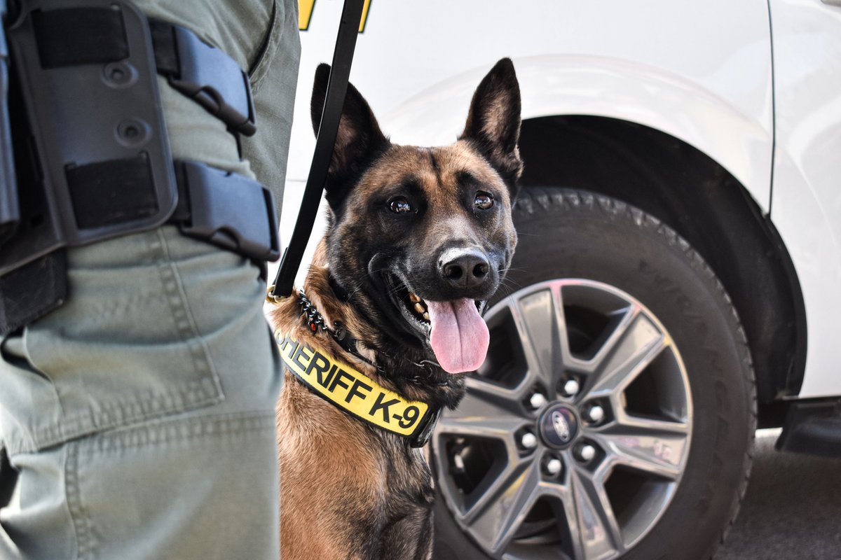 WCSOFL's tweet image. Hey, @Twitter.

Jester says it's #TongueOutTuesday. 👅🐾🐕🚔

#K9Jester | #WCSOK9 | #LESM