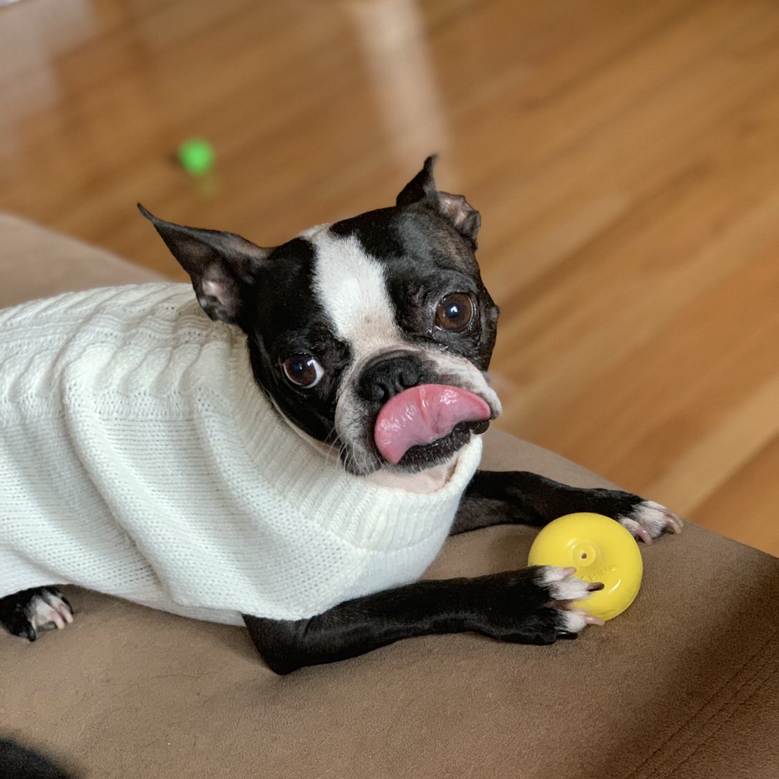 Happy TOT ☺️☺️☺️ #dogsoftwitter #bostonterrieroftwitter #bostonterrier #bostonterriers #bostonterrierlove #mavis