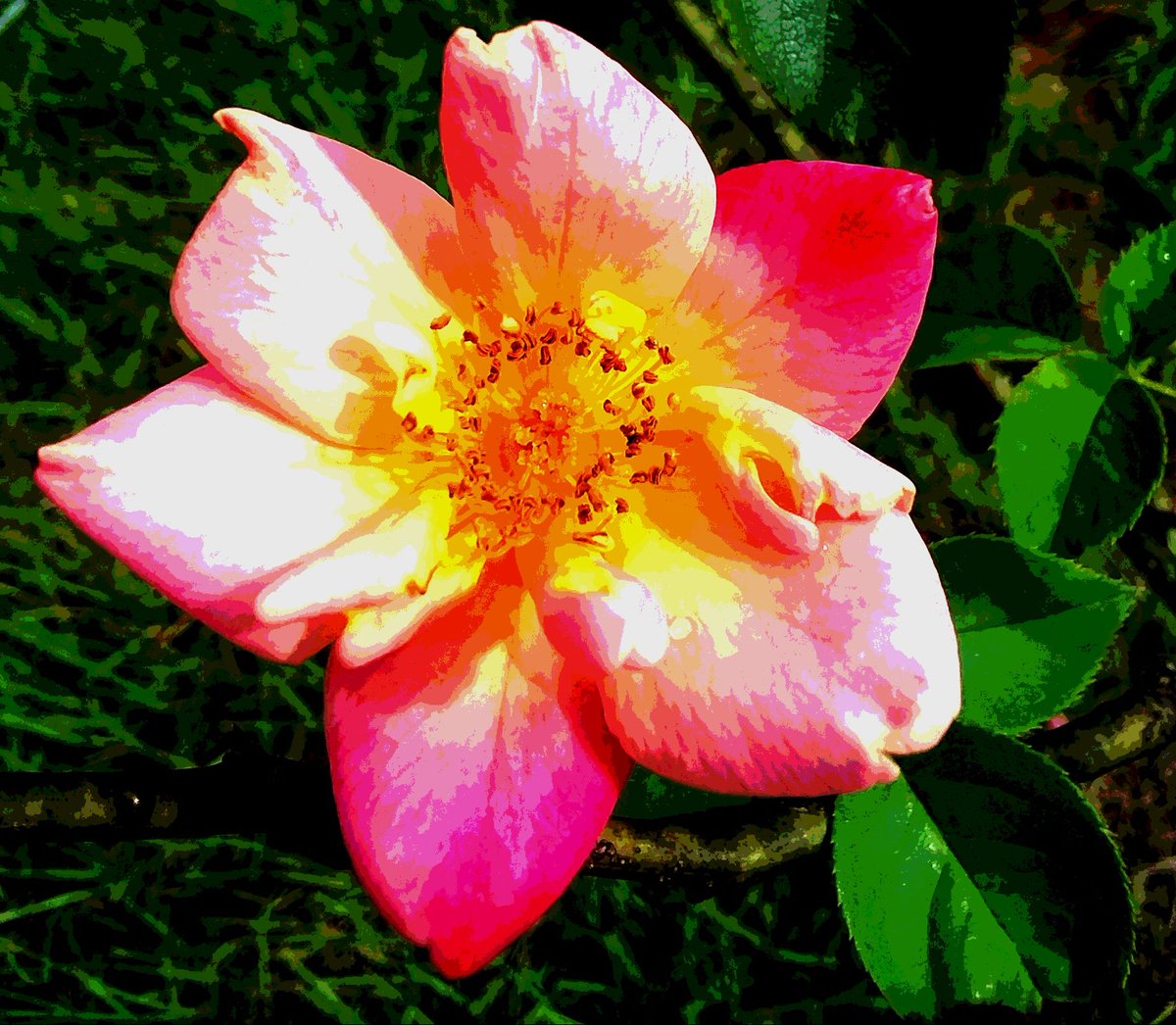 PeggyMercer's tweet photo. Not sure about this winter in the #SOUTHERNWINTERS...category that is no winter really...it takes #COLD for plants to set up, however I'm gonna prune my roses anyhow, any ideas #YAW?  #InputPruning? https://t.co/RYvpXiJ4iz