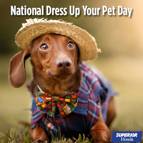 Happy National #DressYourPetUpDay !! The name of the day tells you how to celebrate it; dress your pets up! Showcase your stylish pets in the comments below!🐶🐱