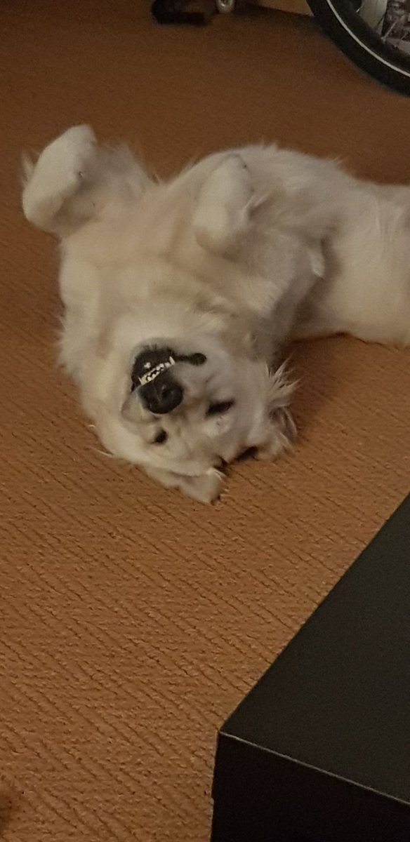 CareOMaybe's tweet photo. @cowgirl_beebop This is Bailey. She smiles for pictures, even when she's mostly asleep. https://t.co/AssE8ui5eo