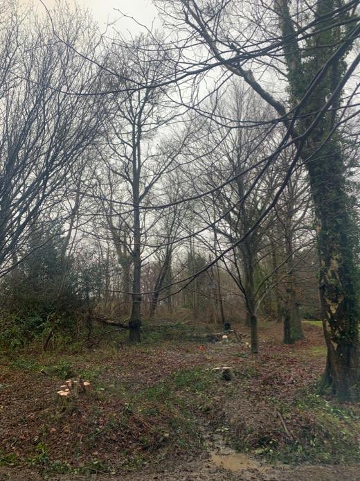 c_holty's tweet photo. Bit of tree management today down on the 4th hole here at Holtye G.C soaked to bone can’t wait for a bath 🛁 great work lads 👍 https://t.co/amKn3WgEYO