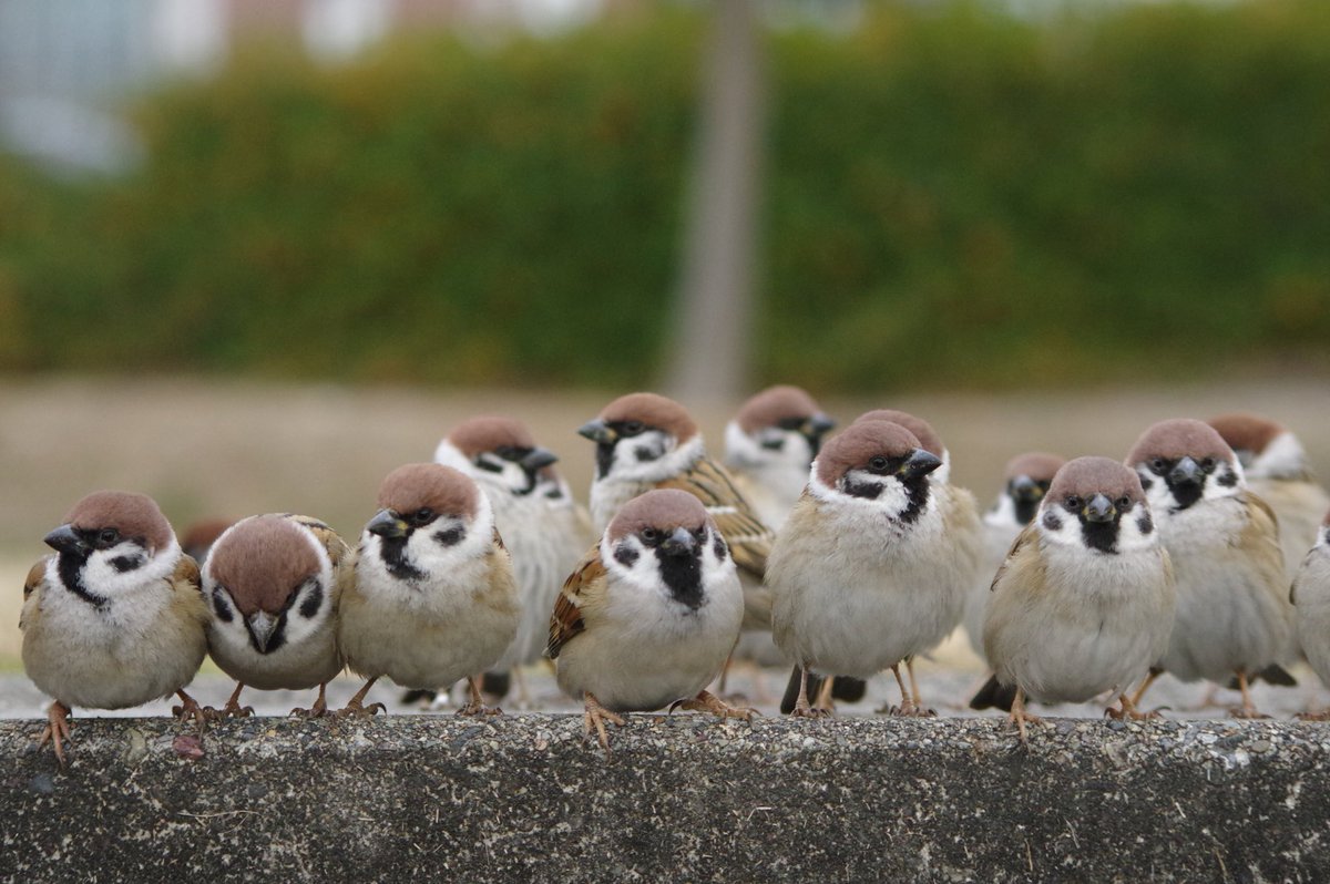 きょうもスーさん大活躍だ
#雀 #スズメ #すずめ #sparrow #鳥 #小鳥 #野鳥 #bird https://t.co/aT9JroVDME