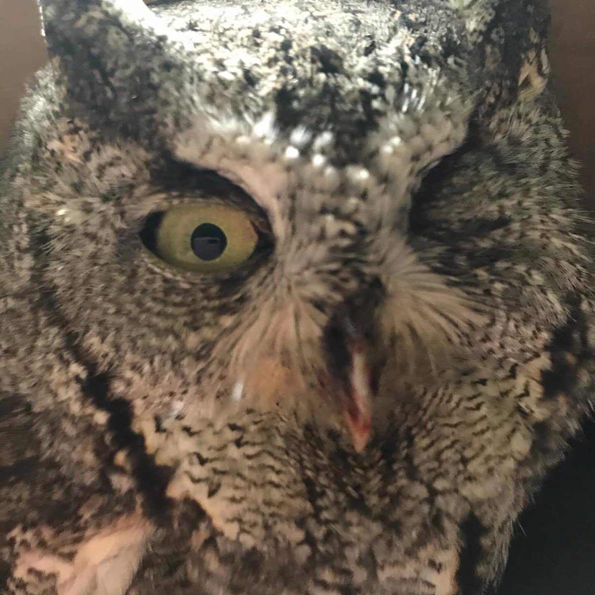 They say things come in 3s! This is the third Eastern Screech owl this week. This one in particular has a cut on the eyelid, but is lucky the eye itself is unharmed.
#wildlife #wildliferehab #raptorrehabilitation #easternscreechowl #cuteowls
