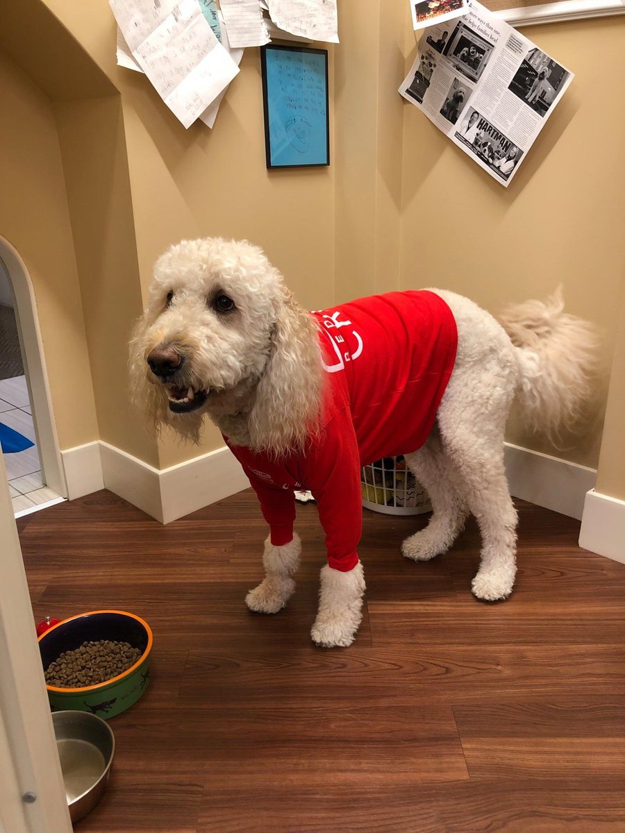 RedShoeCrewAR's tweet photo. What a great look for #NationalDressUpYourPetDay! 😍 https://t.co/vmbdxojToo