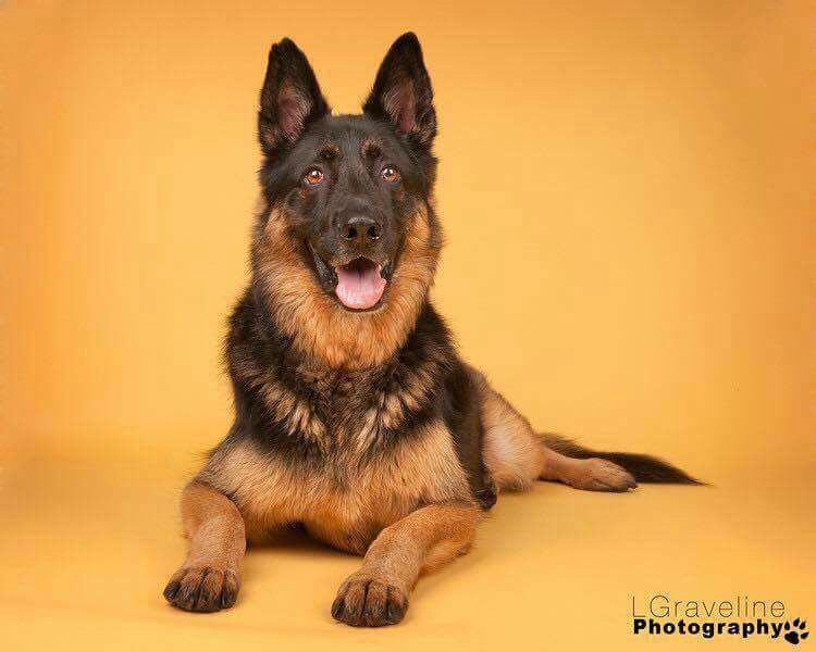 djtheshepherd's tweet photo. Throwback to a younger day for #tot
#dogsoftwitter #dog #GermanShepherd #gsd #dogsofottawa #dogsof613 #613dogs #calendardog #puppy #mroctober #puppiesoftwitter #model @SitWithMeRescue #dj #ottawabarks #woofthenorth @dogsofottawa @CdnDogs https://t.co/uAfJFIuqJd
