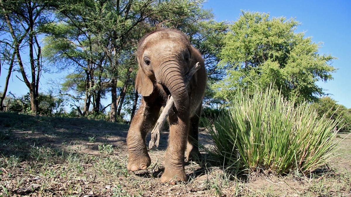 CCG_Trust's tweet photo. Good news: an elephant calf which was filmed being punched &amp; kicked by drunken revellers in Botswana has found a new home.

The female calf was rescued by Elephants Without Borders &amp; adopted into a new herd within a sanctuary.

#elephant #wildliferescue 
https://t.co/9cf7XutfFi https://t.co/1KCk7kXA7J