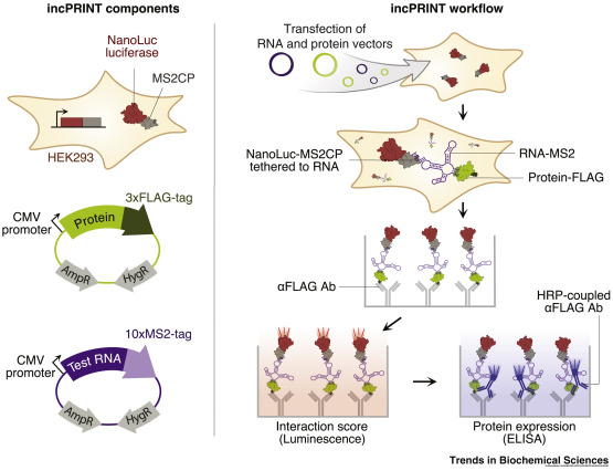 #TechnologyTuesday Check out a new #TechoftheMonth from Xavier Sabaté-Cadenas and <a href="/AlenaShkumatava/">Alena Shkumatava</a> (<a href="/institut_curie/">Institut Curie</a>) - "In-Cell Discovery of RNA–Protein Interactions": bit.ly/382pLar

#incPRINT #RNAproteininteractions #luciferase #highthroughput