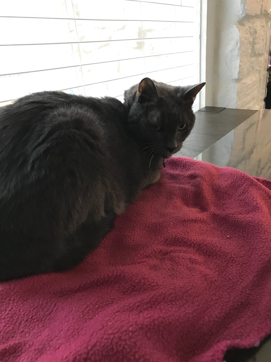 AskMrFrisky's tweet photo. My "baby" Alex #cat is helping me work 🙂
I made a spot for him on the table so I can pay attention to him and keep coaxing him to eat as we manage his recent #kidneydisease along with this #thryoid + #diabetes. It's a
#BalancingAct. https://t.co/UREbqn5XUF