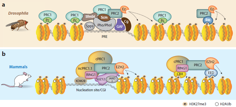 Assembly of PcG complexes at target loci. (a) Drosophila PREs bind many different DNA binding proteins including Pho/Phol, Spps,
GAF, and Cg (63), and a combination of these PRE binding proteins is typically required for recruitment of PRC1 and PRC2. Genome-wide ChIP studies have shown that, although Pc (a component of PRC1) can spread beyond the recruitment sites via binding to H3K27me3...