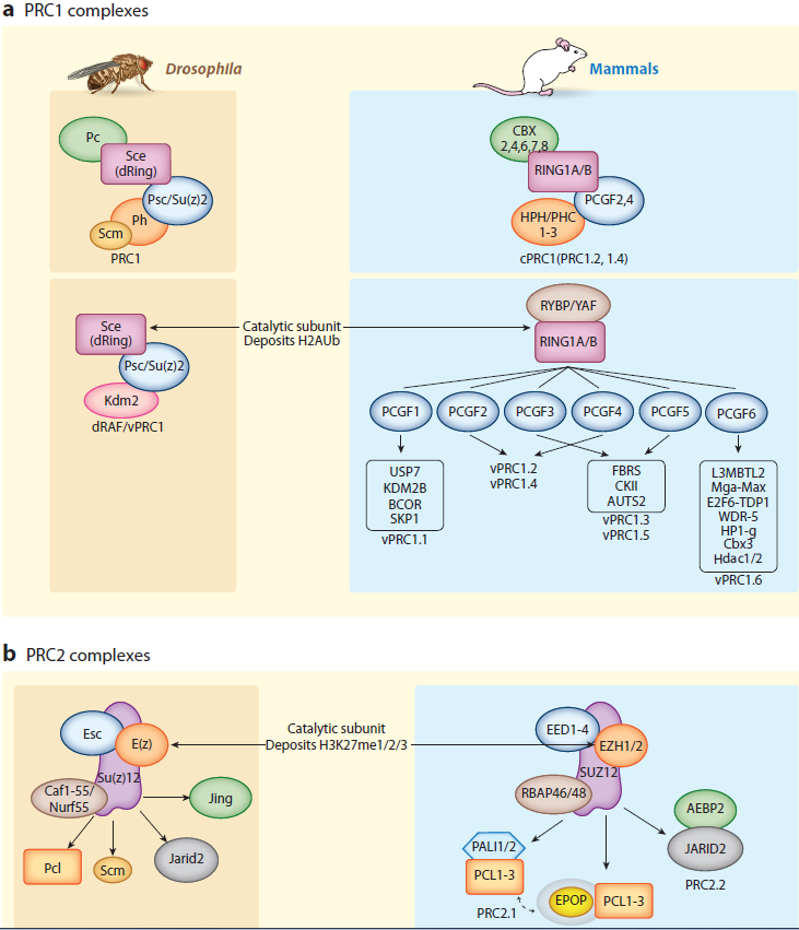 PcG complexes in Drosophila and mammals. PcG proteins are classified into two major complexes: (a) PRC1 and (b) PRC2. Homologous core complex subunits are color coded between Drosophila (left, brown) and mammals (right, blue), and their common catalytic subunits are indicated [dRing or RING1A/B in all PRC1 complexes and E(z) or EZH1/2 in PRC2]. The core complexes are diversified by interactions with accessory protein