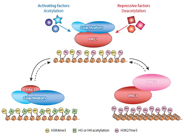 The bivalent master switch model. During embryonic development in Drosophila, PRC1 and specific coactivator proteins are proposed to form bivalent protein complexes on transcriptionally poised genes. The coactivator module includes a histone acetyltransferase that can both catalyze and recognize acetylation
marks, whereas a separate subunit can bind the H3K4me3 chromatin mark at active or bivalent promoters. 