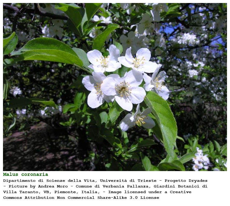 BobStewart723's tweet photo. #StateFlowers   The State Flower of Arkansas is the apple blossom (Malus coronaria).  It was selected by the state General Assembly in 1901.  At the time of its acceptance, apples were an important crop in Arkansas. https://t.co/nDgCo0WrhH