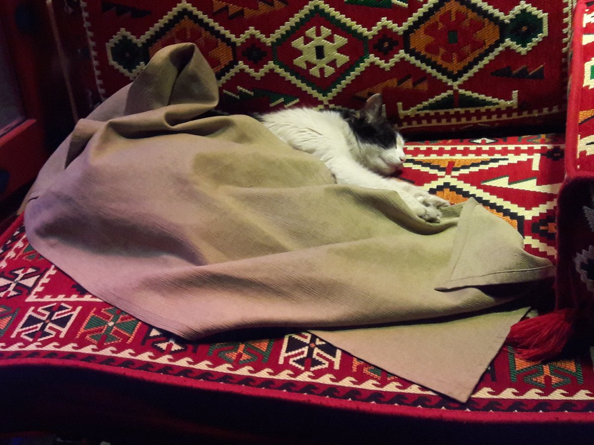 Doctor_Astro's tweet photo. My heart is melting #CatKindness #Istanbul @GoTurkey, owner of store put a blaneyt on this momma cat sleeping outside https://t.co/09Z27cvRt9