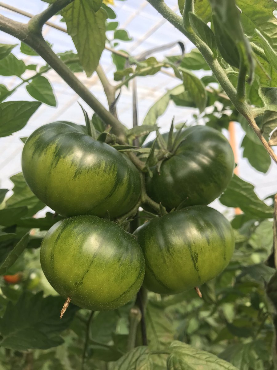 mruyala's tweet photo. Nuestra historia habla por sí sola... fuimos los obtentores de la variedad RAF, DULZURA, DELIZIA, CONQUISTA, POESÍA, ADORA... y somos y seremos los desarrolladores de esta joya... desde 1964 los mejores tomates del mundo llevan nuestro sello #yosoydeclause https://t.co/XtrQBdCBKH