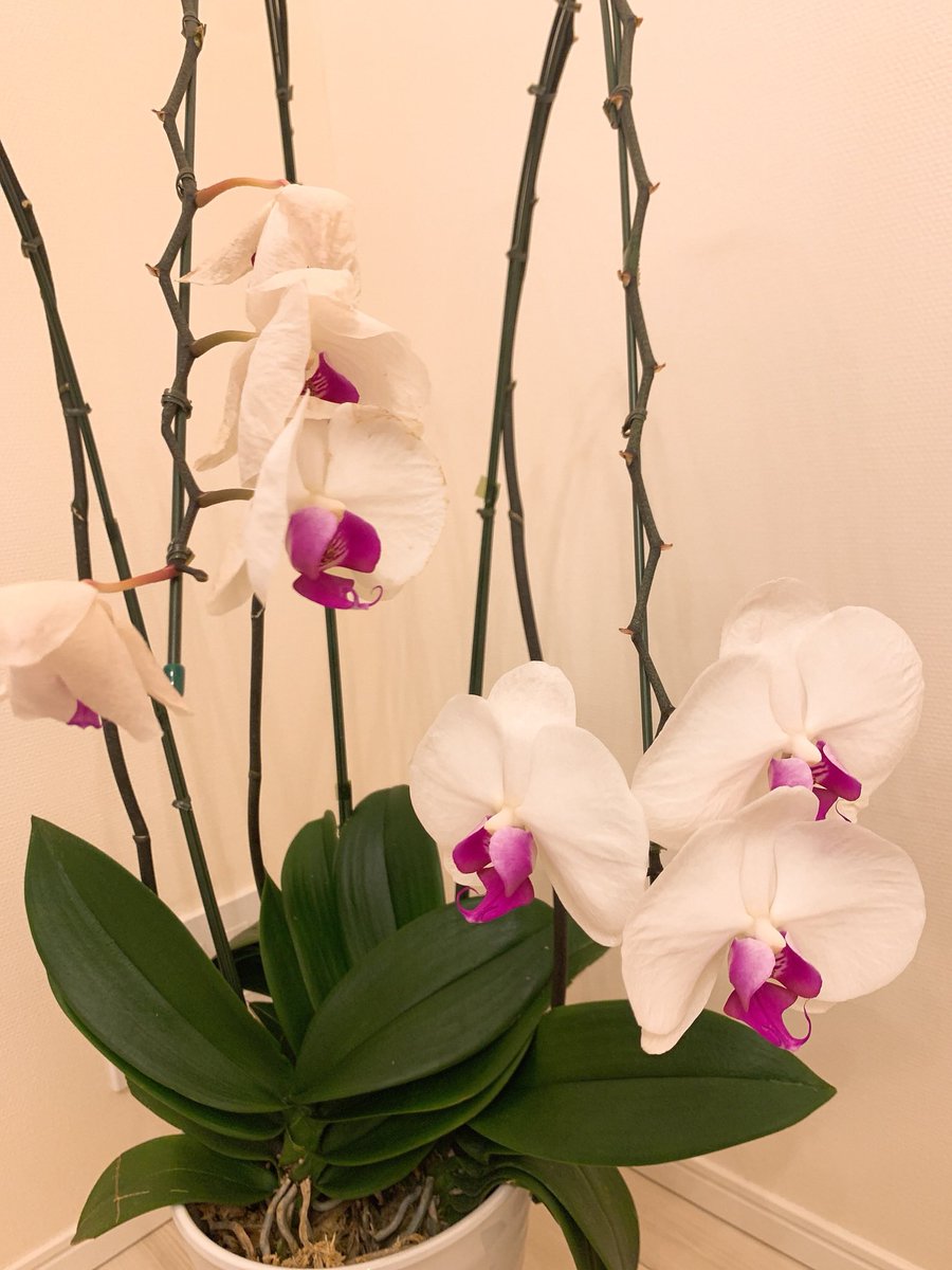 磯愛える (@ellechanz___) / Posts / X