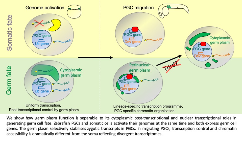 ferencmueller (@ferencmueller) on Twitter photo Our ms on regulation of transcription in primordial germ cells is out in BioRxiv bit.ly/2tTXmoi led by <a href="/FabioDorazio/">Fabio M. D'Orazio</a> <a href="/PiotrBalwierz/">Piotr Balwierz</a> with <a href="/vaquerizasjm/">Juanma Vaquerizas</a> <a href="/BorisLenhard/">Boris Lenhard</a> B. Cairns lab #ZencodeITN #pgc #generegulation. See related study bit.ly/2sogBFX by @KettingLab Our ms on regulation of transcription in primordial germ cells is out in BioRxiv bit.ly/2tTXmoi led by <a href="/FabioDorazio/">Fabio M. D'Orazio</a> <a href="/PiotrBalwierz/">Piotr Balwierz</a> with <a href="/vaquerizasjm/">Juanma Vaquerizas</a> <a href="/BorisLenhard/">Boris Lenhard</a> B. Cairns lab #ZencodeITN #pgc #generegulation. See related study bit.ly/2sogBFX by @KettingLab