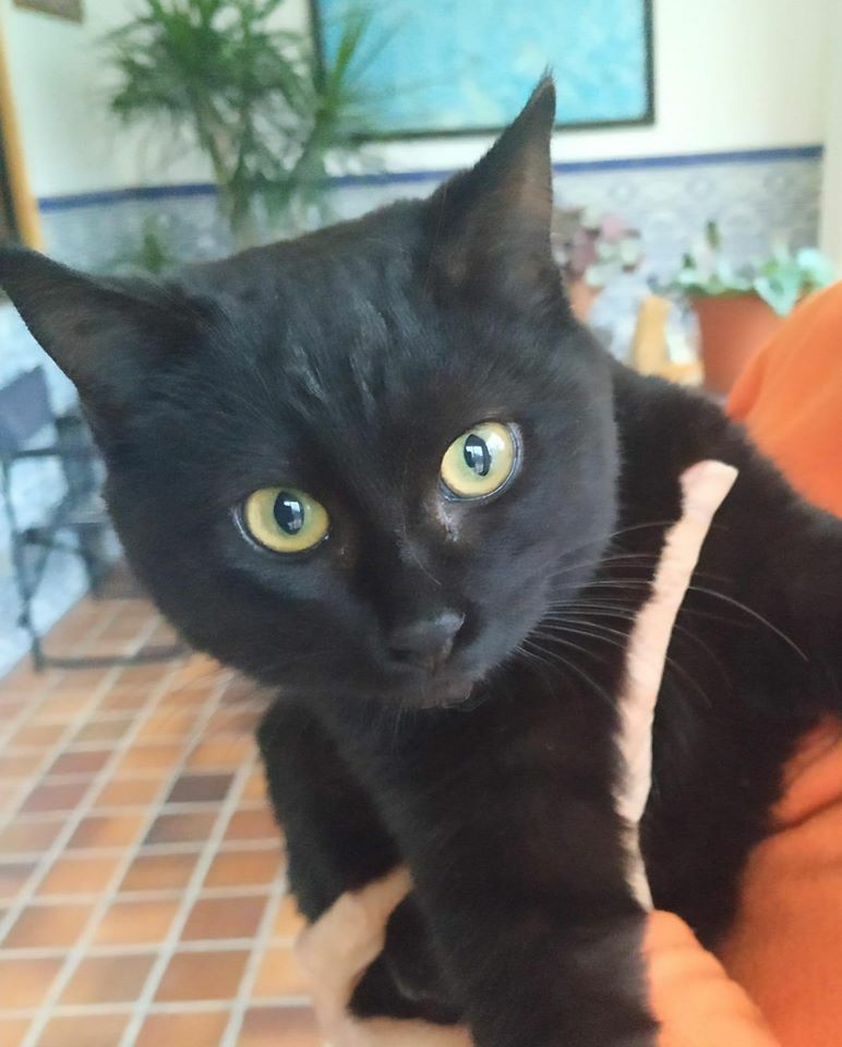 ADAAColmenar's tweet image. Iris. Tiene unos 5 meses y es una croqueta andante. Nacida en colonia, la única superviviente de su camada, que iba mendigando amor a todos los que pasaban. Se merece un hogar calentita y lleno de amor.