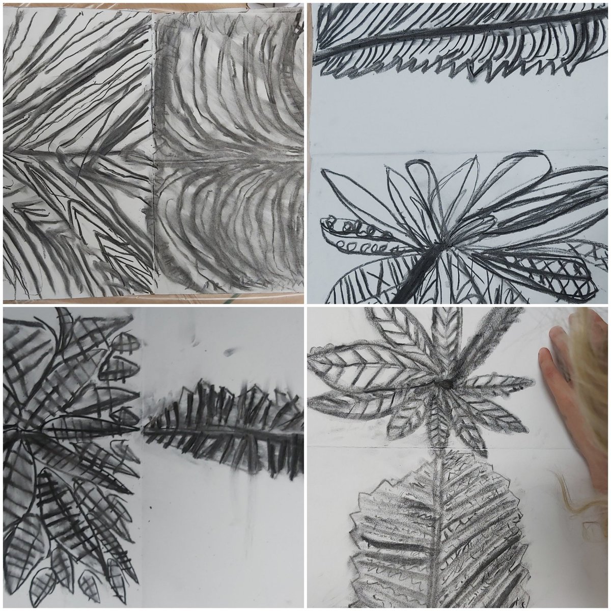 artmember210's tweet photo. GOOD OLD CHARCOAL! Year 2 LEAF VEIN drawings in their #sketchbooks making this art lesson very SCIENCE BASED. @ST3AMCo @PaulCarneyArts @DrJoScience @BobandRoberta @NSEAD_Sophie @Teacherglitter @ChrisGPackham @PrimaryIte https://t.co/4oqSNgi1cp