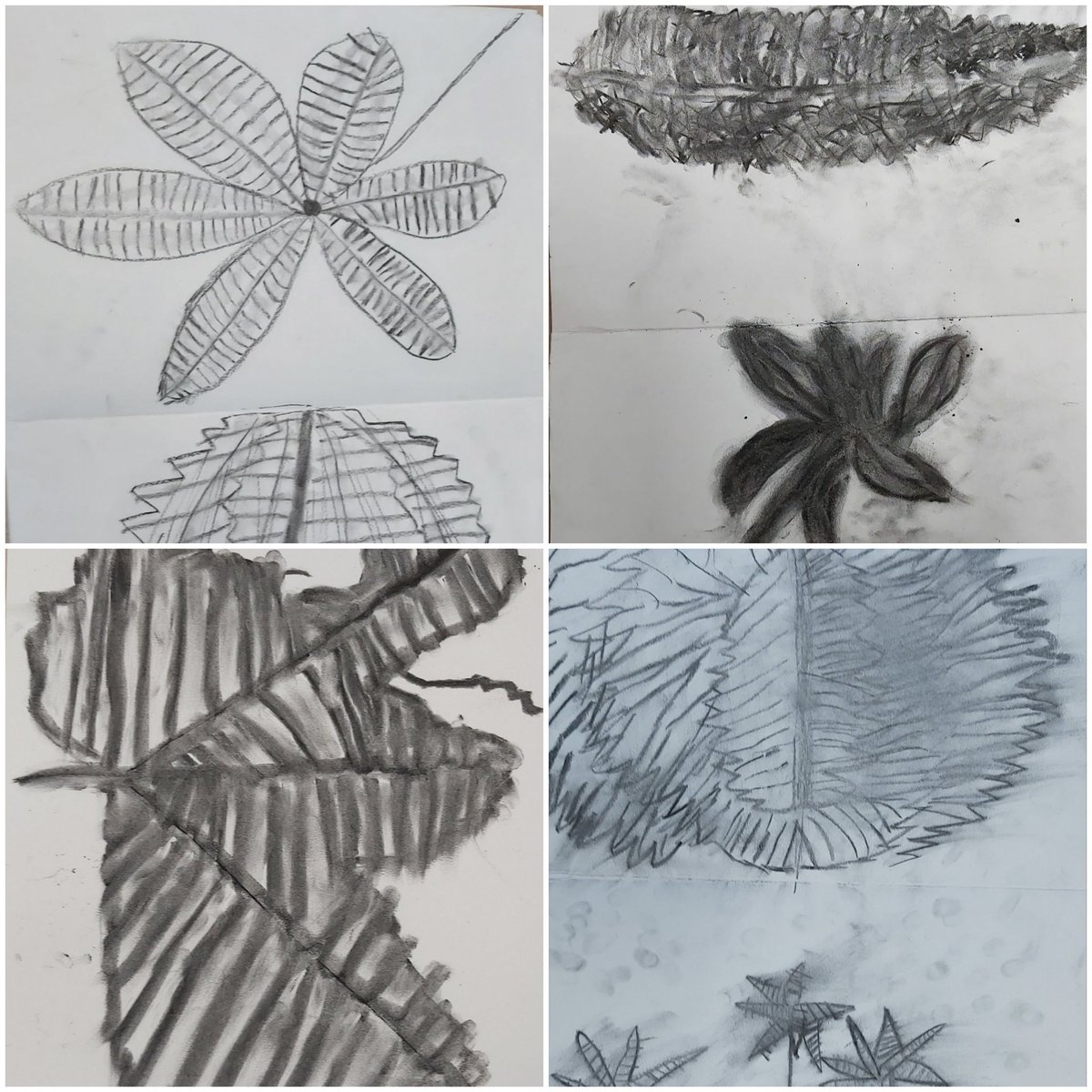 artmember210's tweet photo. GOOD OLD CHARCOAL! Year 2 LEAF VEIN drawings in their #sketchbooks making this art lesson very SCIENCE BASED. @ST3AMCo @PaulCarneyArts @DrJoScience @BobandRoberta @NSEAD_Sophie @Teacherglitter @ChrisGPackham @PrimaryIte https://t.co/4oqSNgi1cp