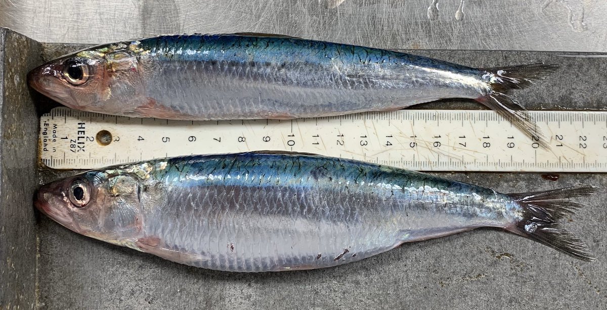 Looking forward to tonight’s episode of #ThisFishingLife BBC2 20:00 on #Cornish Sardine featuring a cameo of #PelticSurvey. We collect data in support of sustainable management of this species and others as part of a healthy ecosystem @CefasGovUK @DefraFisheries @ICES_ASC