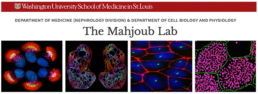 Moe Mahjoub π¨π¦π (@mahjoublab) on Twitter photo Join our team!
Want to study the biology of centrosomes and cilia, in the context of developing tissues and organs? We have multiple <a href="/NIH/">NIH</a> and <a href="/DeptofDefense/">Department of Defense πΊπΈ</a>-funded positions available for students, postdocs and research assistants.
Details: tinyurl.com/rom885g
Please RT! Join our team!
Want to study the biology of centrosomes and cilia, in the context of developing tissues and organs? We have multiple <a href="/NIH/">NIH</a> and <a href="/DeptofDefense/">Department of Defense πΊπΈ</a>-funded positions available for students, postdocs and research assistants.
Details: tinyurl.com/rom885g
Please RT!