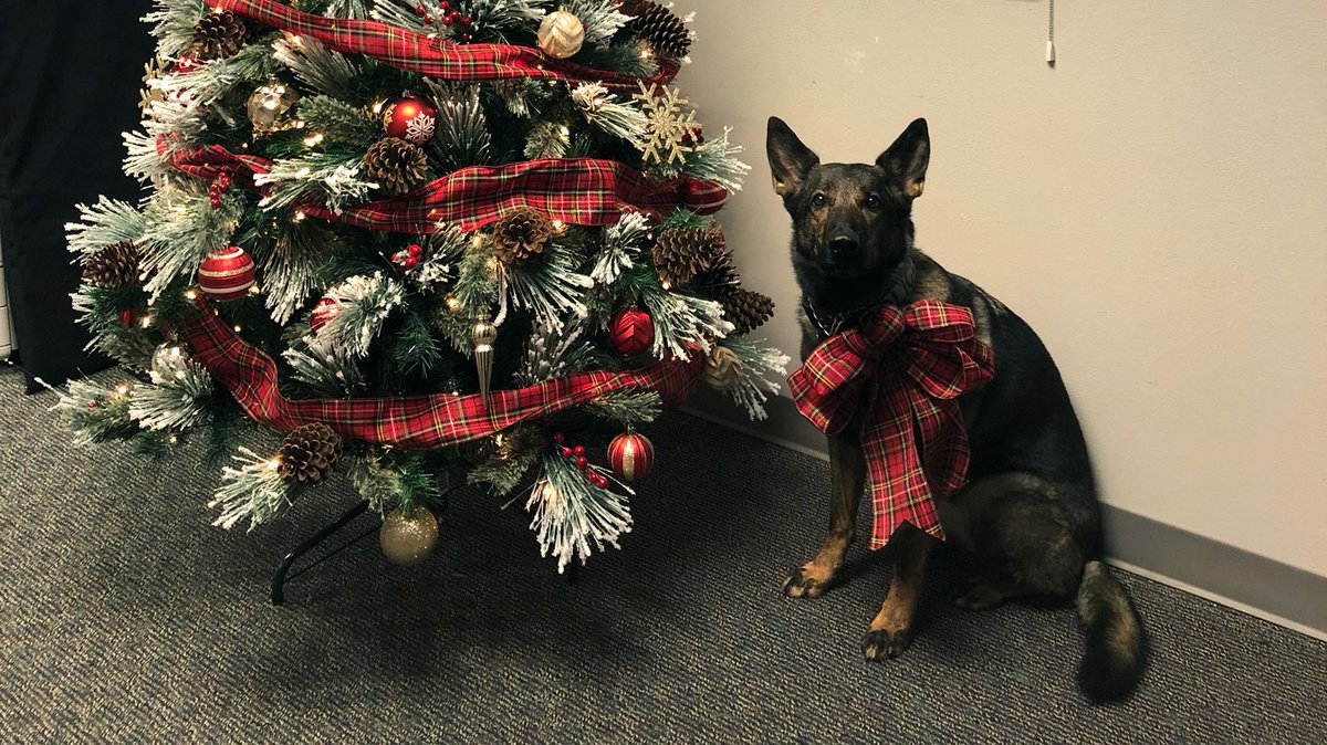 Pf_K9s's tweet photo. Not to be outdone, Isa also dressed up for the holidays. #NationalDressUpYourPetDay https://t.co/FGJ73xJZMv
