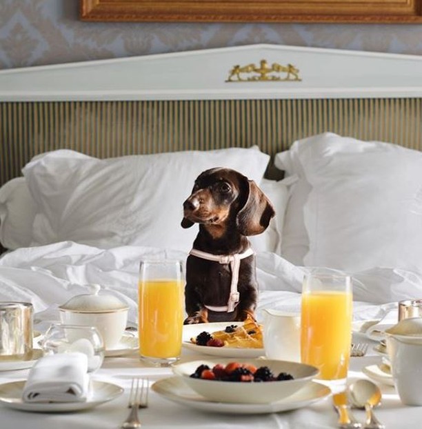 FourSeasonsES's tweet photo. Todos listos para un gran día en @FSGeneva
#FourSeasons #2020 #DespiertaconFS #buenosdias #desayuno #Genova https://t.co/iqL0IQVdhc