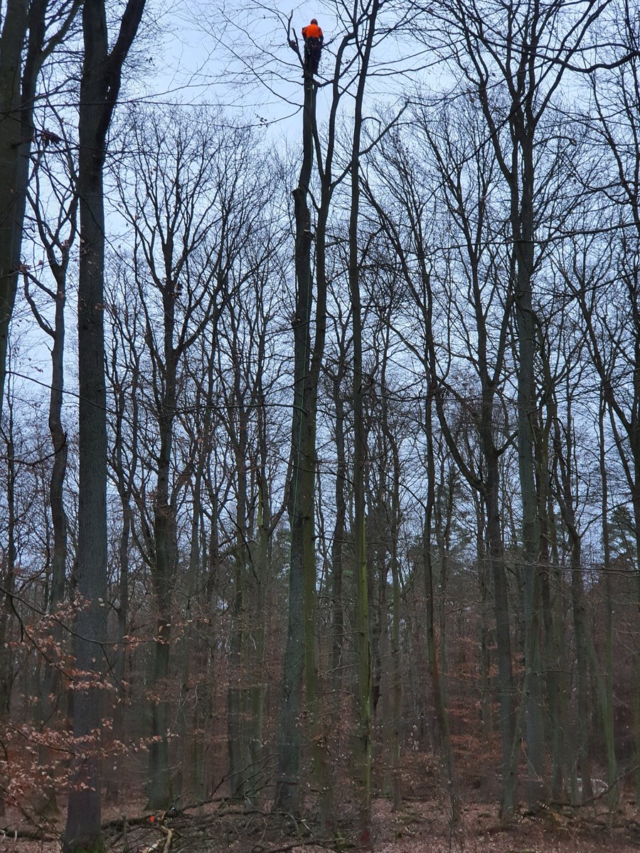 BExplo_de's tweet photo. The instrumentation trees in the #GapExperiment are ready! Thanks Michael and Arthur from astrein (https://t.co/7SgAsoduiQ) for cutting off the crowns in dizzy height!! ^SCH https://t.co/0YeD3N21kJ