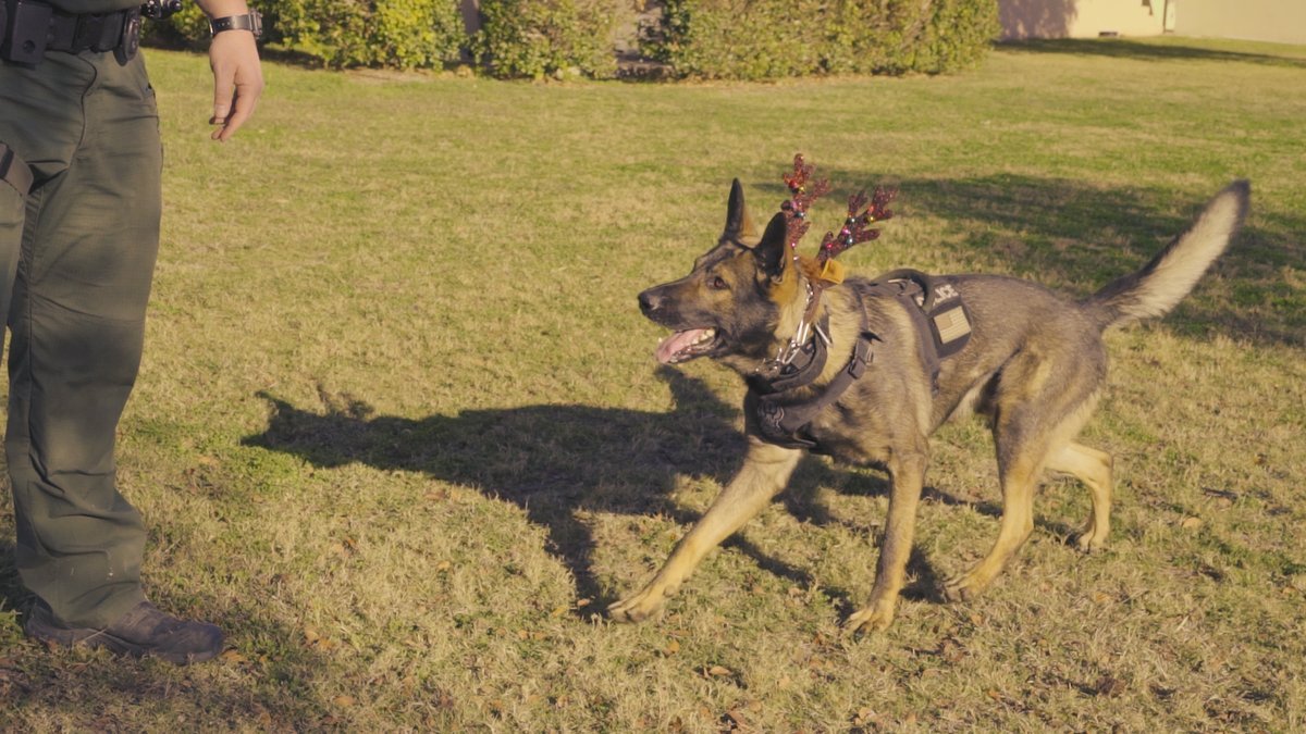 Pf_K9s's tweet photo. For #NationalDressUpYourPetDay we're throwing back to behind the scenes filming of our Police Navidad video. Tymo and Lubo loved their reindeer ears! https://t.co/ms3VUbmUiC