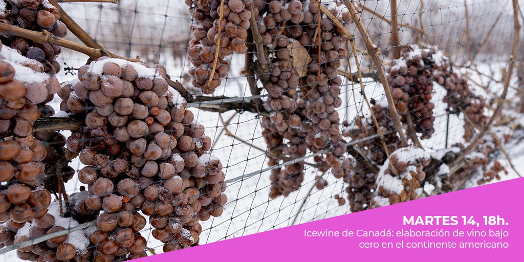 RT <a href="/enofusion/">Enofusión'20</a> : Acabamos el 2º día de #Enofusión con una cata de #Icewine de #Canadá. La "Elaboración de vino bajo cero en el continente americano" te va a dejar helado. Empezamos en nada en la #SaladeCatas de #Enofusión20