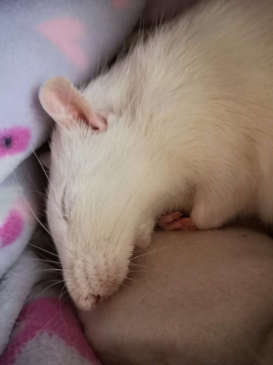 MotherToRats's tweet photo. Even in his last hours he was super cute. Rhubarb the rat you left too soon but was our hyper boy that did everything FAST so perhaps we should not be surprised his life went by too fast as well.
#fastboi #petrat #petdeath #ratsoftwitter https://t.co/MLM11Jf4pj