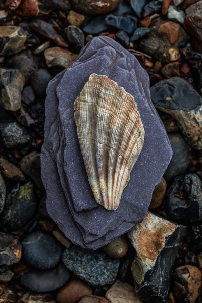 ThamesFestTrust's tweet photo. Check out pics from our Foreshore Secrets Photography Walk this wknd by @HanSmilesPhoto
! You can enter #ThamesLens until Fri 31 Jan 📸🤳https://t.co/l2APkBiH6O
Prizes from @LondonPortAuth @brigitsbakery @ThamesRockets @ThePetersham Ldn School Photography https://t.co/qmtzz4vdLu