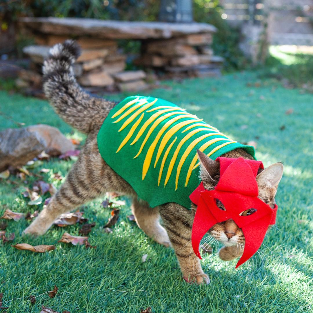 MastersOfficial's tweet photo. Ready for battle! #DressUpYourPetDay https://t.co/A6nvDxxsaD