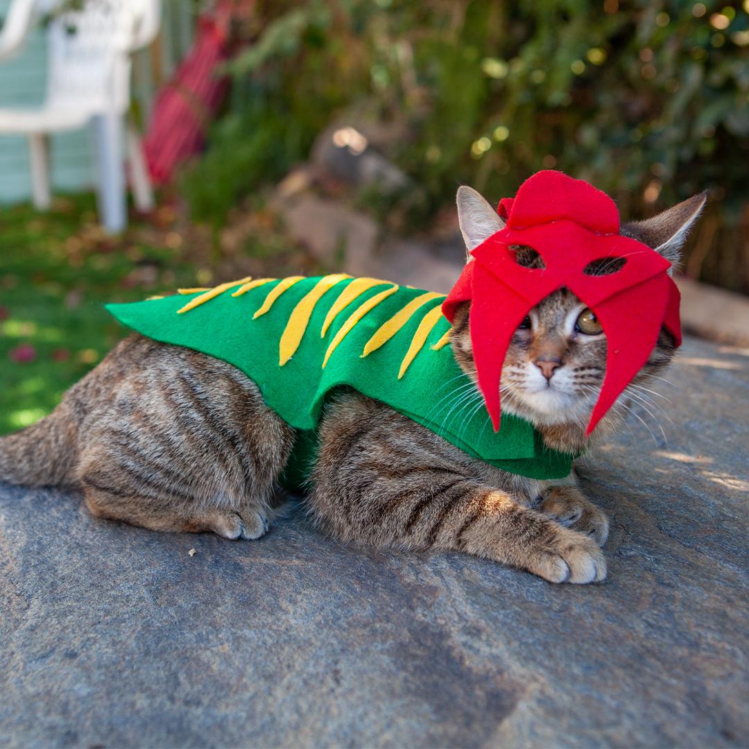 MastersOfficial's tweet photo. Ready for battle! #DressUpYourPetDay https://t.co/A6nvDxxsaD