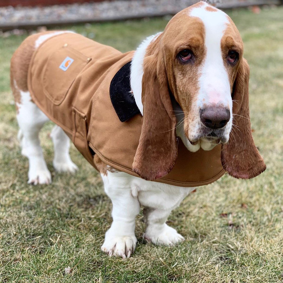 carhartt dog chore coat orange