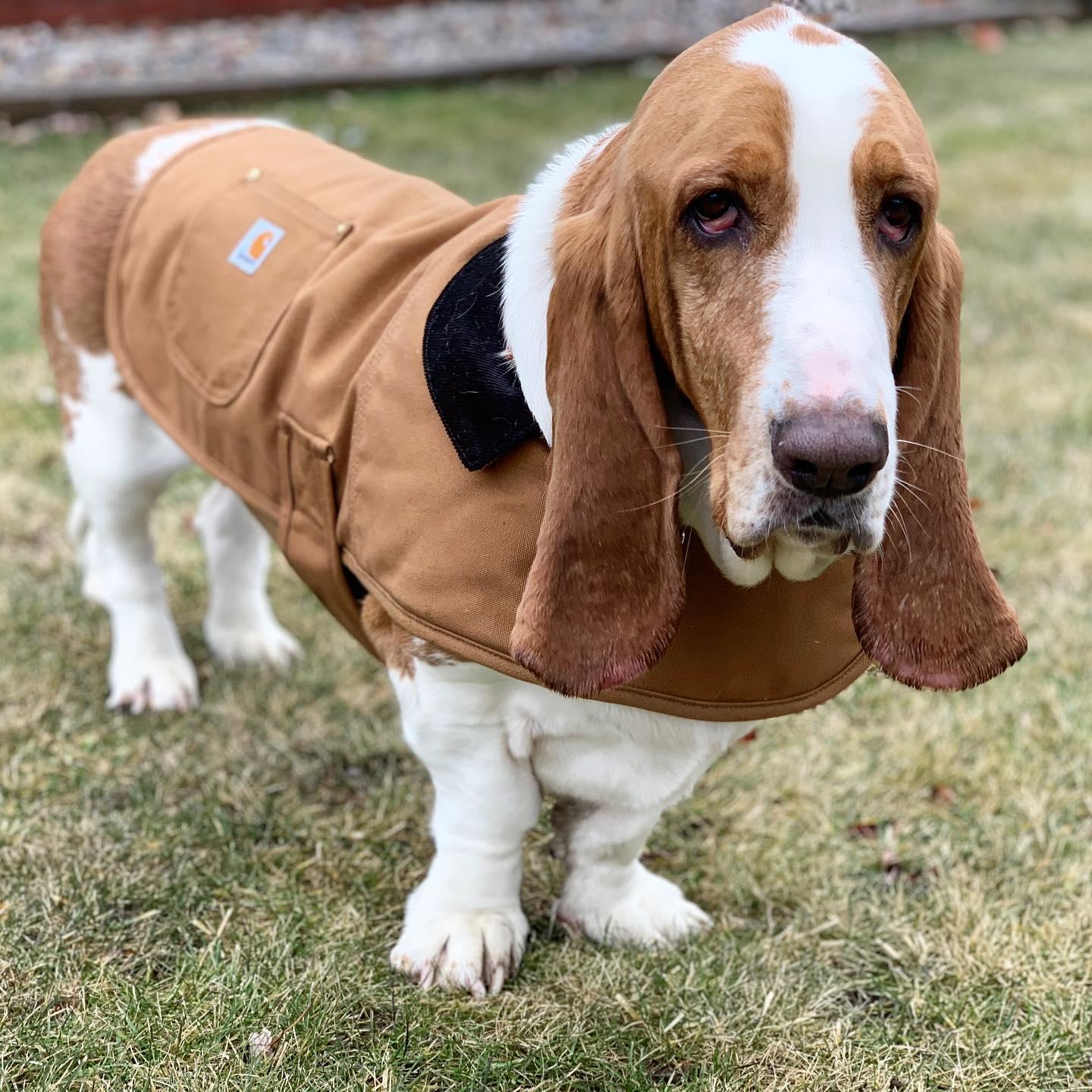 Basset Hound Jacket Basset Hound Jacket