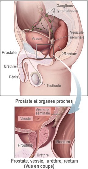 sexologie penis