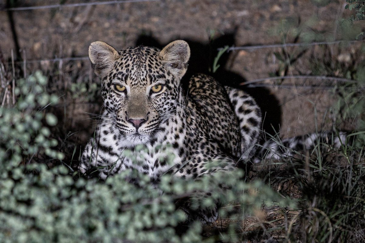 Guess what tried to creep into our property at our project in the Greater Kruger Area? 

A New leopard which is great news for our research! 

📸: Jason Blow
