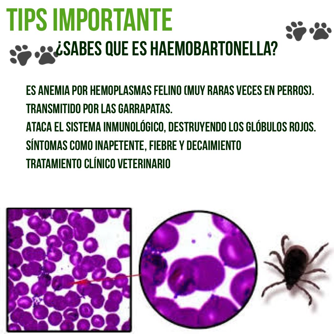 Twitter-এ JackRussellVzla: "#TipsCanino: ¿Que es Haemobartonella? 🐶Es anemia por hemoplasmas felino (muy raras veces perros). 🐶Transmitido garrapatas. 🐶Ataca sistema inmunológico, destruyendo los glóbulos rojos. como inapetente ...