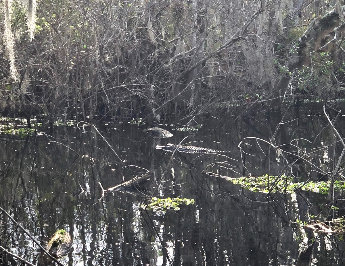 kmessocialmedia's tweet photo. Fifth graders visited the Environmental Center where they walked the Everglades and completed an engineering task where they focused on creating a filtration system that removes contaminates from water. #SDOCGoodtoGreat #EngineerProcess #ProtectingOurFuture #ScienceRules https://t.co/YGEme5kf1B