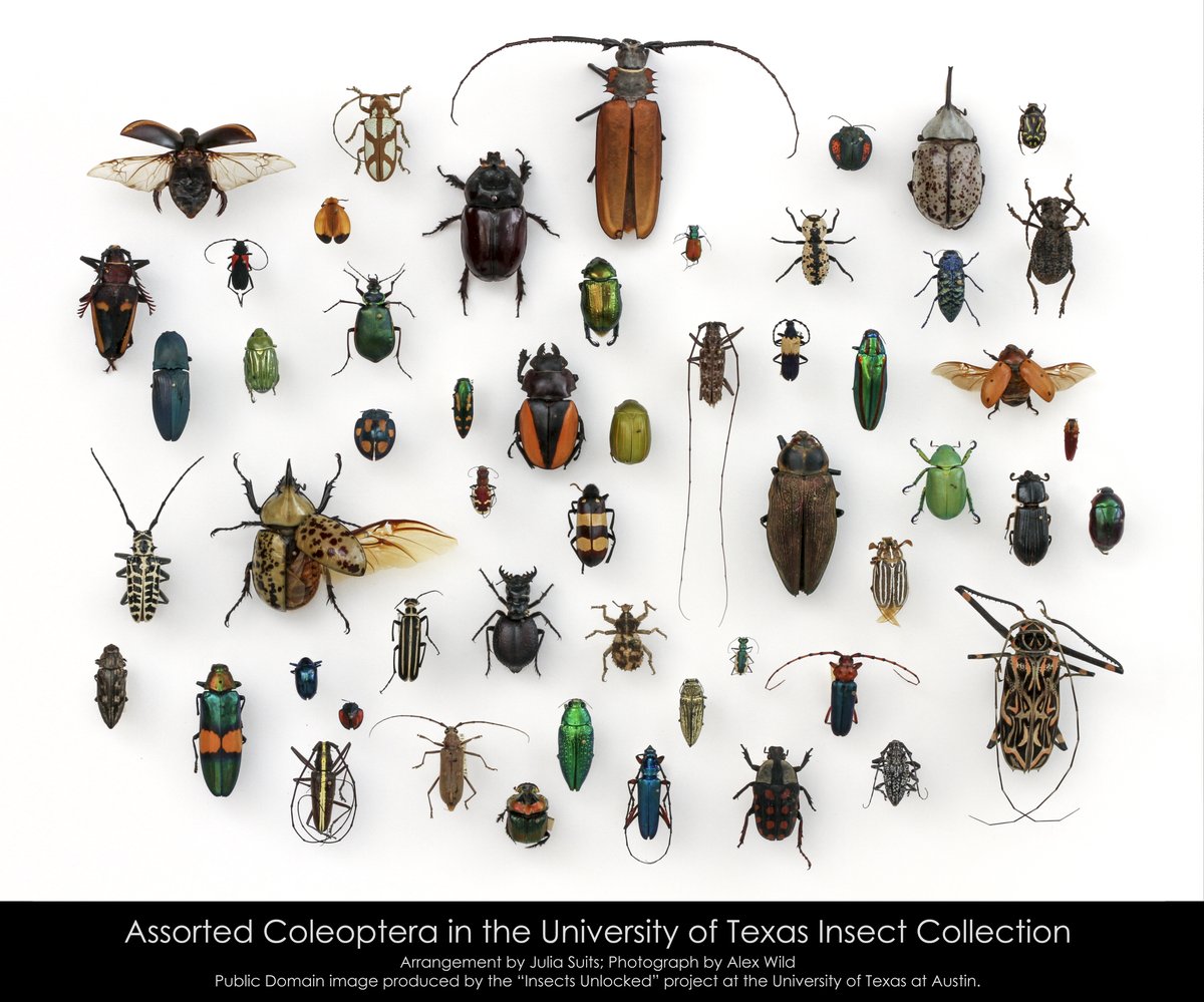 Oikos_Journal's tweet image. NEW BLOG on beetle dispersal: "An inordinate fondness for species with intermediate dispersal abilities" (Ashby et al. 2019)
oikosjournal.org/blog/are-moder…
@wileyecology @NordicOikos #speciation #speciesrichness #openaccess