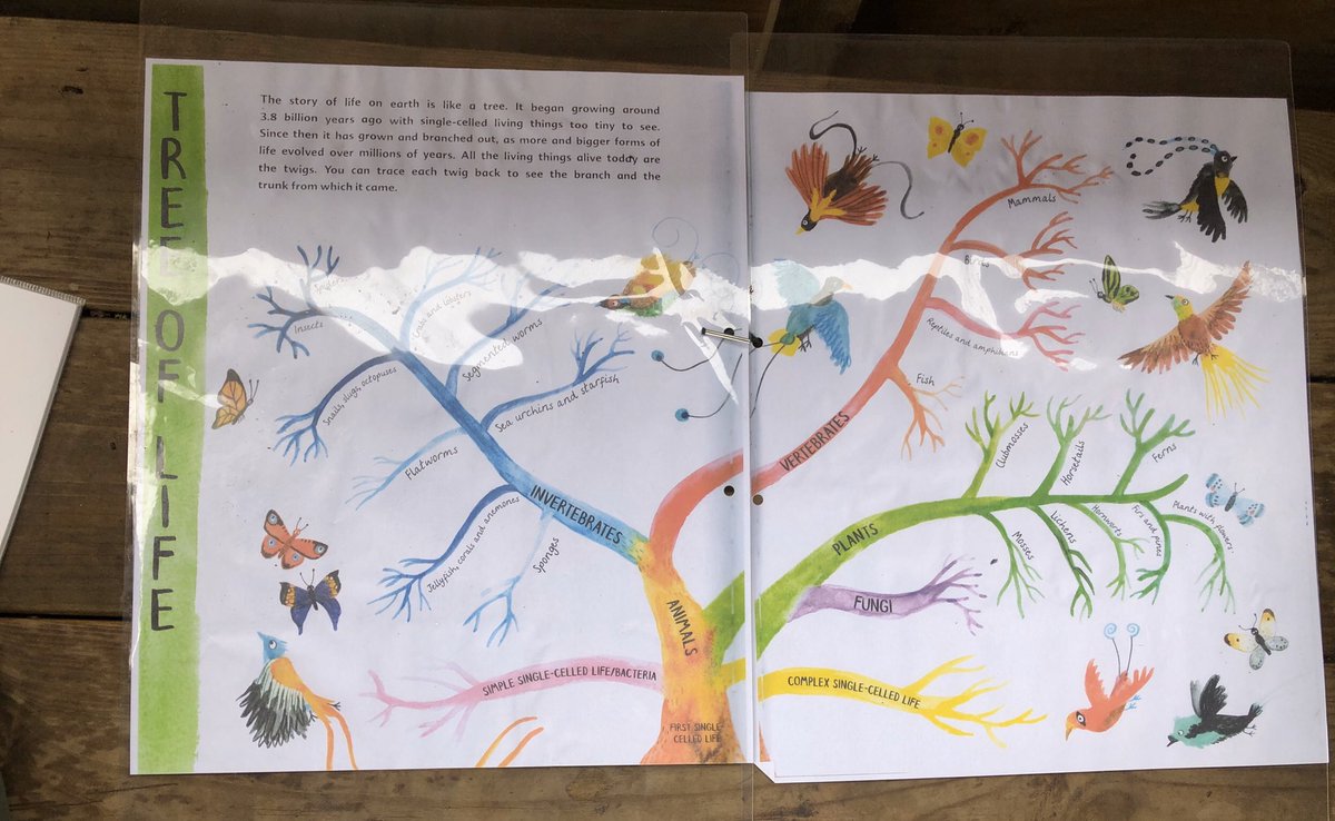 BOBeducation's tweet photo. Charles Darwin field work with two YR 6 classes today #BOBprogramme #Natureschool - we will link to your classes topics if you request. https://t.co/l9D2SQ0KD5