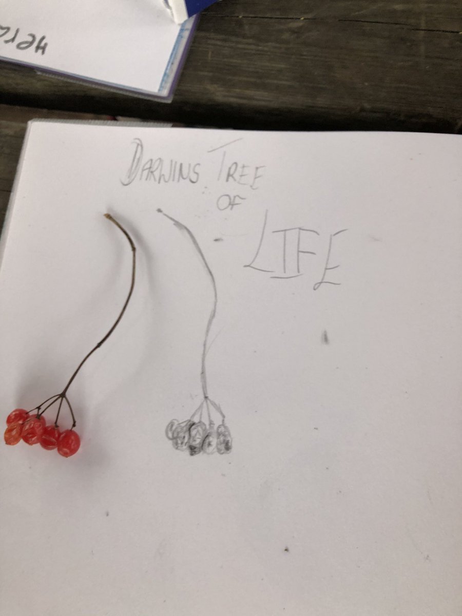 BOBeducation's tweet photo. Charles Darwin field work with two YR 6 classes today #BOBprogramme #Natureschool - we will link to your classes topics if you request. https://t.co/l9D2SQ0KD5