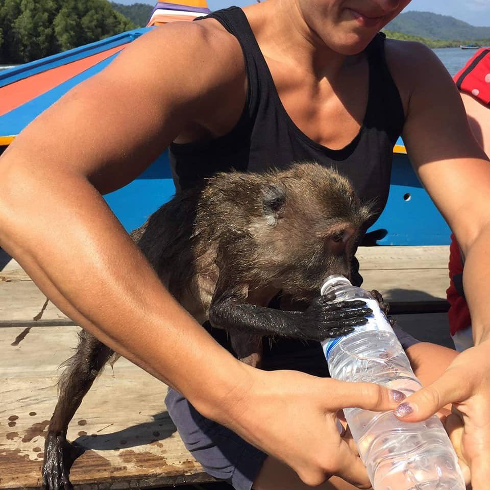 Today we got company in the boat while tracking around the Mangroves. This is how it should be. Their own choice to come and see us. Wild Animals should NOT be in cages, pools or forced to do things for humans joy. We are having a meeting on their rules. *Give me your food human*